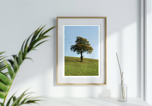 The Lonely Tree
